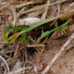 Gastrimargus musicus (Yellow-winged Locust or Grasshopper) at Stromlo, ACT - 3 Feb 2022 by Kurt