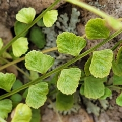 Asplenium flabellifolium (Necklace Fern) at Block 402 - 3 Feb 2022 by trevorpreston