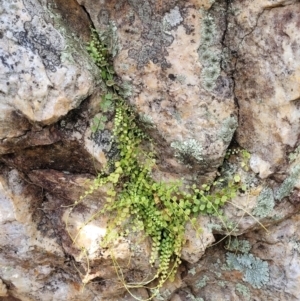 Asplenium flabellifolium at Molonglo Valley, ACT - 3 Feb 2022 04:36 PM