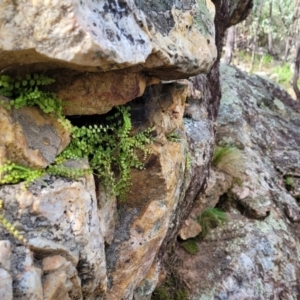 Asplenium flabellifolium at Molonglo Valley, ACT - 3 Feb 2022 04:36 PM