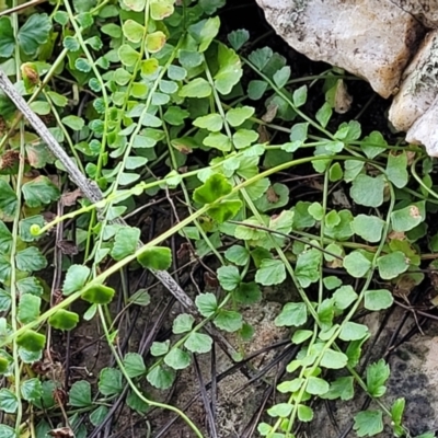 Asplenium flabellifolium (Necklace Fern) at Molonglo Valley, ACT - 3 Feb 2022 by trevorpreston