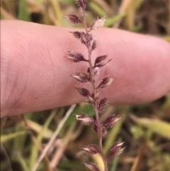 Tragus australianus (Small Burrgrass) at Hughes, ACT - 31 Jan 2022 by Tapirlord