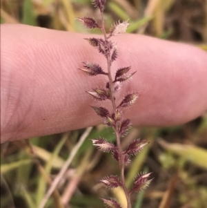 Tragus australianus at Hughes, ACT - 1 Feb 2022