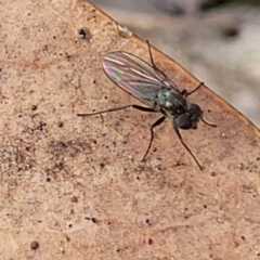 Unverified True fly (Diptera) at Molonglo Valley, ACT - 3 Feb 2022 by trevorpreston