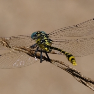 Austrogomphus australis at Woodstock Nature Reserve - 3 Feb 2022