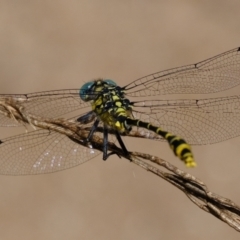 Unidentified Dragonfly (Anisoptera) (TBC) at Stromlo, ACT - 3 Feb 2022 by Kurt