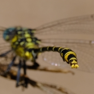 Austrogomphus australis at Woodstock Nature Reserve - 3 Feb 2022 03:02 PM