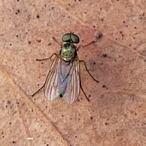 Dolichopodidae (family) at Molonglo Valley, ACT - 3 Feb 2022