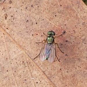 Dolichopodidae (family) at Molonglo Valley, ACT - 3 Feb 2022