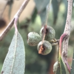 Eucalyptus radiata subsp. robertsonii (Robertson's Peppermint) at Phillip, ACT - 2 Feb 2022 by Tapirlord