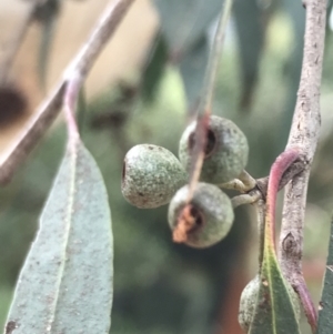 Eucalyptus radiata subsp. robertsonii at Phillip, ACT - 2 Feb 2022