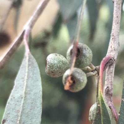 Eucalyptus radiata subsp. robertsonii (Robertson's Peppermint) at Phillip, ACT - 2 Feb 2022 by Tapirlord