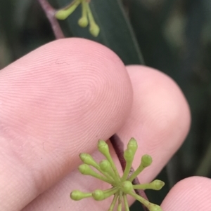 Eucalyptus radiata subsp. robertsonii at Phillip, ACT - 2 Feb 2022