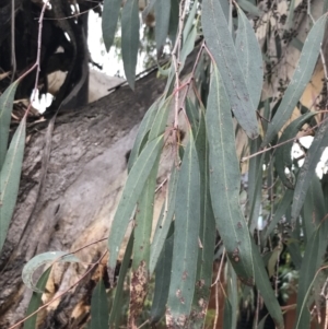 Eucalyptus radiata subsp. robertsonii at Phillip, ACT - 2 Feb 2022