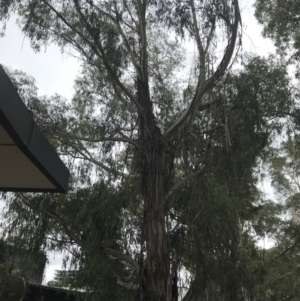 Eucalyptus radiata subsp. robertsonii at Phillip, ACT - 2 Feb 2022