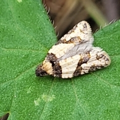 Clarana clarana (A Tortricid moth) at Molonglo Valley, ACT - 3 Feb 2022 by tpreston