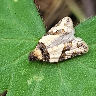 Clarana clarana (A Tortricid moth) at Denman Prospect 2 Estate Deferred Area (Block 12) - 3 Feb 2022 by tpreston