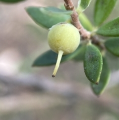 Brachyloma daphnoides (Daphne Heath) at Mount Jerrabomberra - 3 Feb 2022 by Steve_Bok