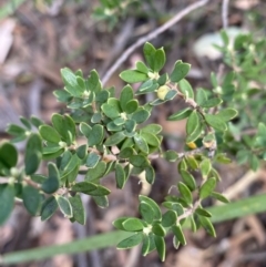 Brachyloma daphnoides at Jerrabomberra, NSW - 3 Feb 2022 04:36 PM