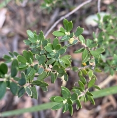 Brachyloma daphnoides at Jerrabomberra, NSW - 3 Feb 2022