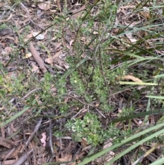 Brachyloma daphnoides at Jerrabomberra, NSW - 3 Feb 2022 04:36 PM