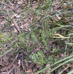 Brachyloma daphnoides at Jerrabomberra, NSW - 3 Feb 2022 04:36 PM