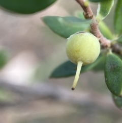 Brachyloma daphnoides at Jerrabomberra, NSW - 3 Feb 2022 04:36 PM