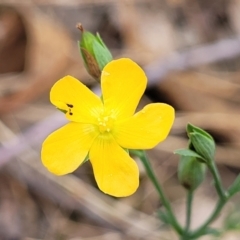 Hypericum gramineum (Small St Johns Wort) at Molonglo Valley, ACT - 3 Feb 2022 by tpreston