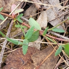 Hypericum gramineum at Molonglo Valley, ACT - 3 Feb 2022