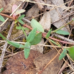 Hypericum gramineum at Molonglo Valley, ACT - 3 Feb 2022