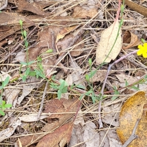 Hypericum gramineum at Molonglo Valley, ACT - 3 Feb 2022 04:24 PM