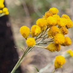 Chrysocephalum semipapposum (Clustered Everlasting) at Molonglo Valley, ACT - 3 Feb 2022 by trevorpreston