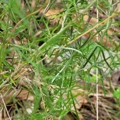 Chrysocephalum semipapposum at Molonglo Valley, ACT - 3 Feb 2022