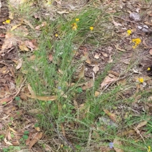 Chrysocephalum semipapposum at Molonglo Valley, ACT - 3 Feb 2022