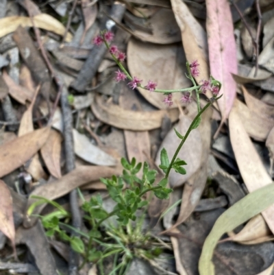 Gonocarpus tetragynus (Common Raspwort) at Mount Jerrabomberra - 3 Feb 2022 by Steve_Bok