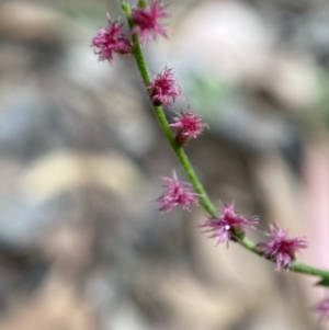 Gonocarpus tetragynus at Jerrabomberra, NSW - 3 Feb 2022