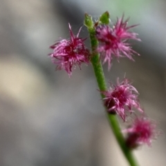 Gonocarpus tetragynus at Jerrabomberra, NSW - 3 Feb 2022