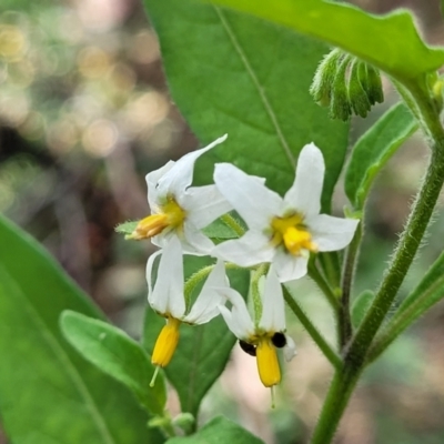 Solanum chenopodioides (Whitetip Nightshade) at Block 402 - 3 Feb 2022 by trevorpreston
