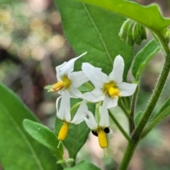 Solanum chenopodioides (Whitetip Nightshade) at Denman Prospect 2 Estate Deferred Area (Block 12) - 3 Feb 2022 by tpreston
