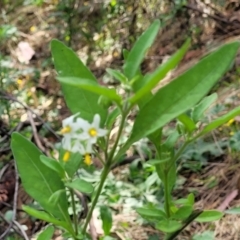 Solanum chenopodioides at Molonglo Valley, ACT - 3 Feb 2022