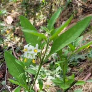 Solanum chenopodioides at Molonglo Valley, ACT - 3 Feb 2022