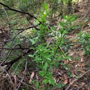 Solanum chenopodioides at Molonglo Valley, ACT - 3 Feb 2022 04:22 PM