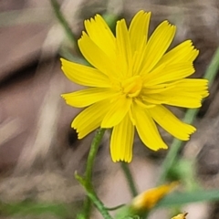 Crepis capillaris (Smooth Hawksbeard) at Molonglo Valley, ACT - 3 Feb 2022 by tpreston