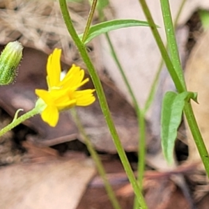 Crepis capillaris at Molonglo Valley, ACT - 3 Feb 2022