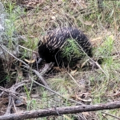 Tachyglossus aculeatus (Short-beaked Echidna) at Molonglo Valley, ACT - 3 Feb 2022 by trevorpreston