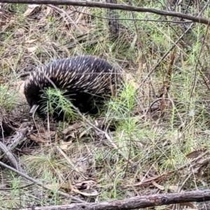 Tachyglossus aculeatus at Molonglo Valley, ACT - 3 Feb 2022
