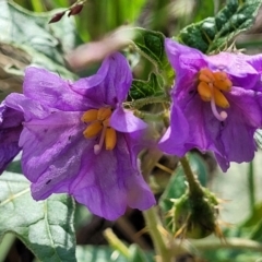 Solanum cinereum (Narrawa Burr) at Block 402 - 3 Feb 2022 by trevorpreston