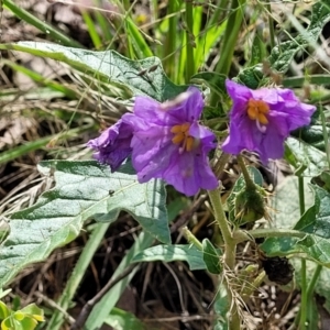 Solanum cinereum at Molonglo Valley, ACT - 3 Feb 2022