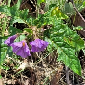 Solanum cinereum at Molonglo Valley, ACT - 3 Feb 2022