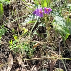 Solanum cinereum at Molonglo Valley, ACT - 3 Feb 2022